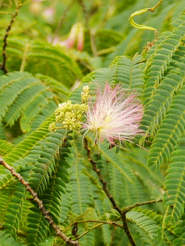 Nanasawa Onsen Silk tree flowers