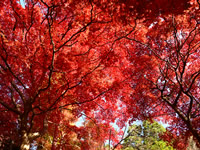 Autumn leaves in Oyama