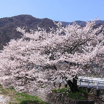 Sakura along Shirasawa River in Nirasaki, Yamanashi