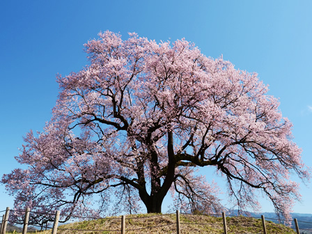 Sakura on Wanizuka