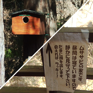 Dokusawa-kosen Kaminoyu flying squirrel's house, Shimosuwa Onsen