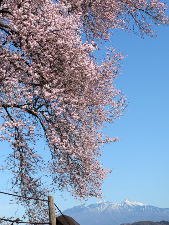 わに塚の桜
