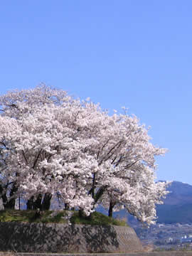 Sakura seen from the Asahi Bypass in Nirasaki, Yamanashi